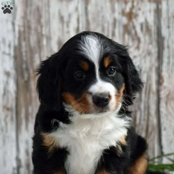 Cynthia, Mini Bernedoodle Puppy